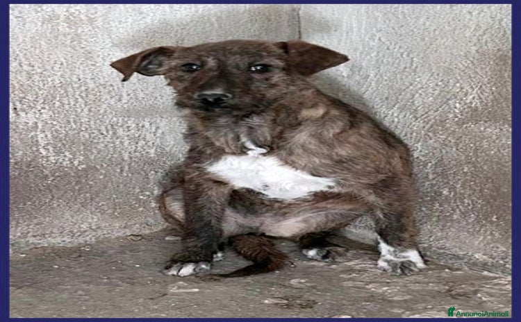 Meticcio cani a Città Metropolitana di Torino - Annuncio 1
