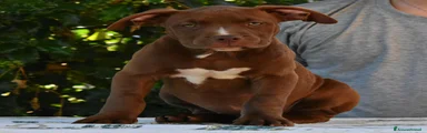 American Bully 3