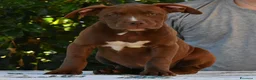 American Bully cani in vendita: Cucciole di American Bully XL. - Annuncio 10