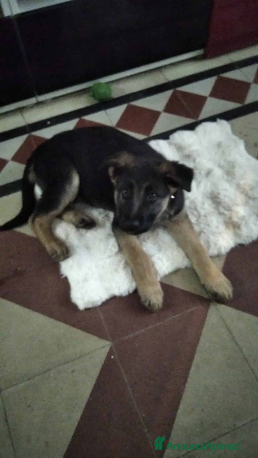 Meticcio cani in regalo: Gaia 3 mesi, bellissima - Annuncio 3