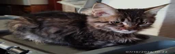 Maine Coon gatti in vendita: Dolcissimi cuccioli di Maine Coon xxl - Annuncio 17