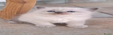 Siberiano 2