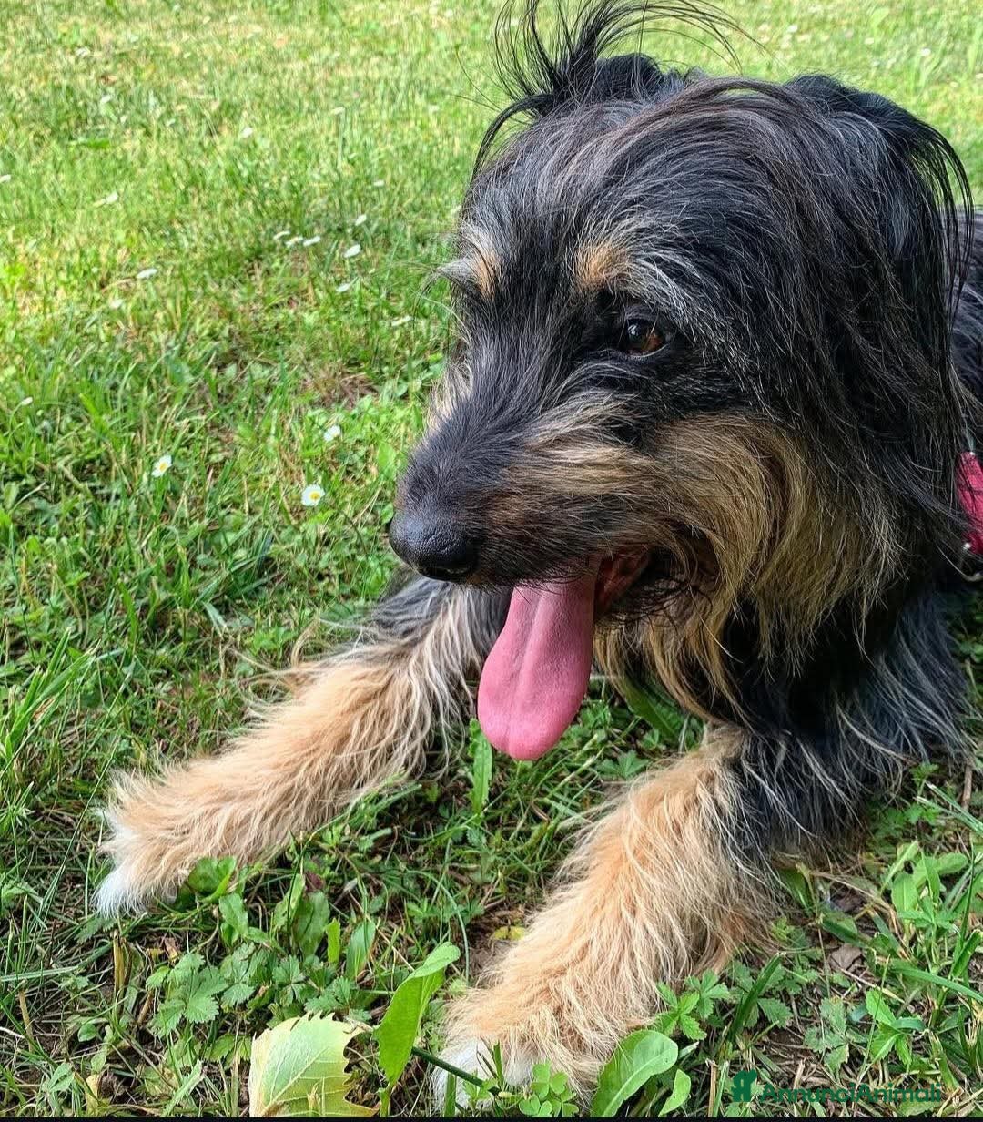 Meticcio cani BLACK, affettuoso e vivace meticcio in adozione a Città metropolitana di Milano - Annuncio 18