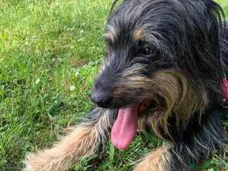 Meticcio cani BLACK, affettuoso e vivace meticcio in adozione a Città metropolitana di Milano - Annuncio 34