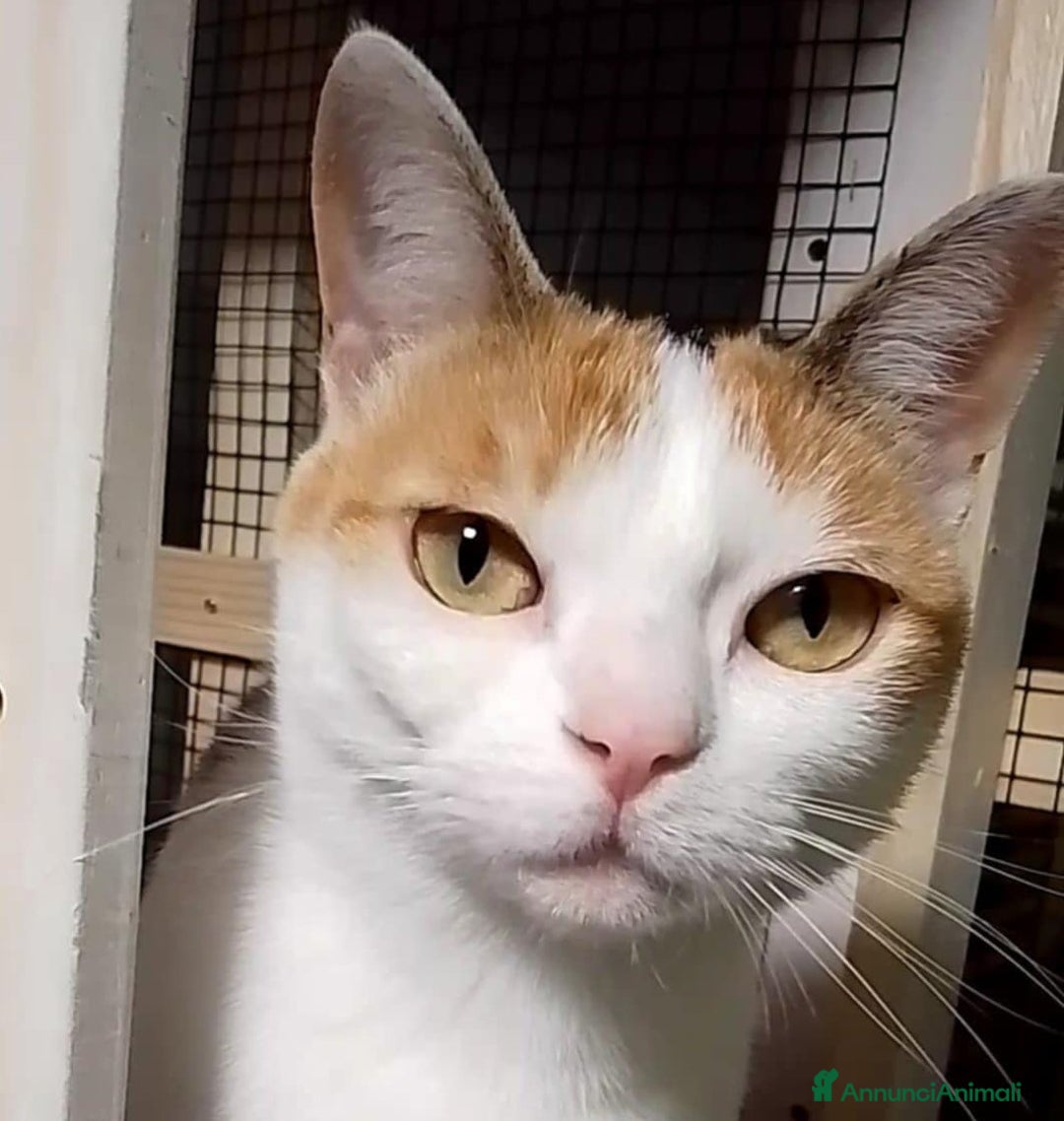 Europeo gatti in regalo: Tenerissima micia in adozione, TRILLY ! - Annuncio 2
