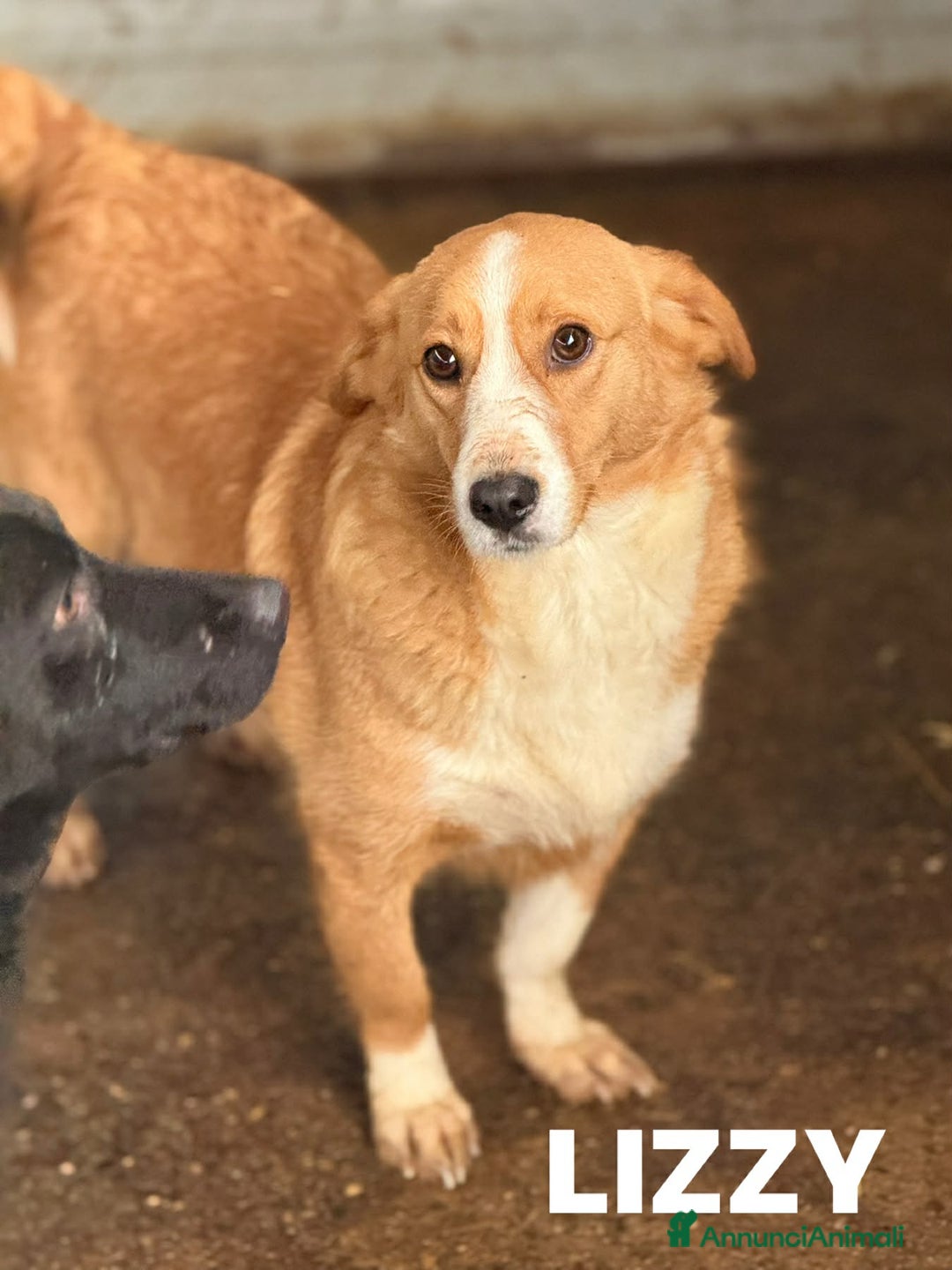 Meticcio cani in regalo: LIZZY, la nanetta più dolce di tutte! - Annuncio 6