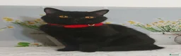 British gatti in vendita: British Shorthair Gloria  - Annuncio 6