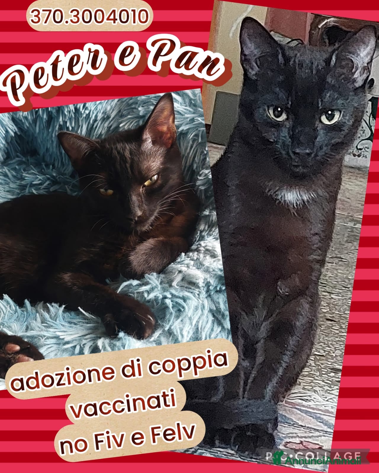 Europeo gatti PETER  E PAN PANTERINI  DOLCISSIMI - Annuncio 5