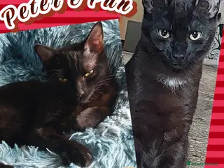 Europeo gatti PETER E PAN PANTERINI DOLCISSIMI - Annuncio 5