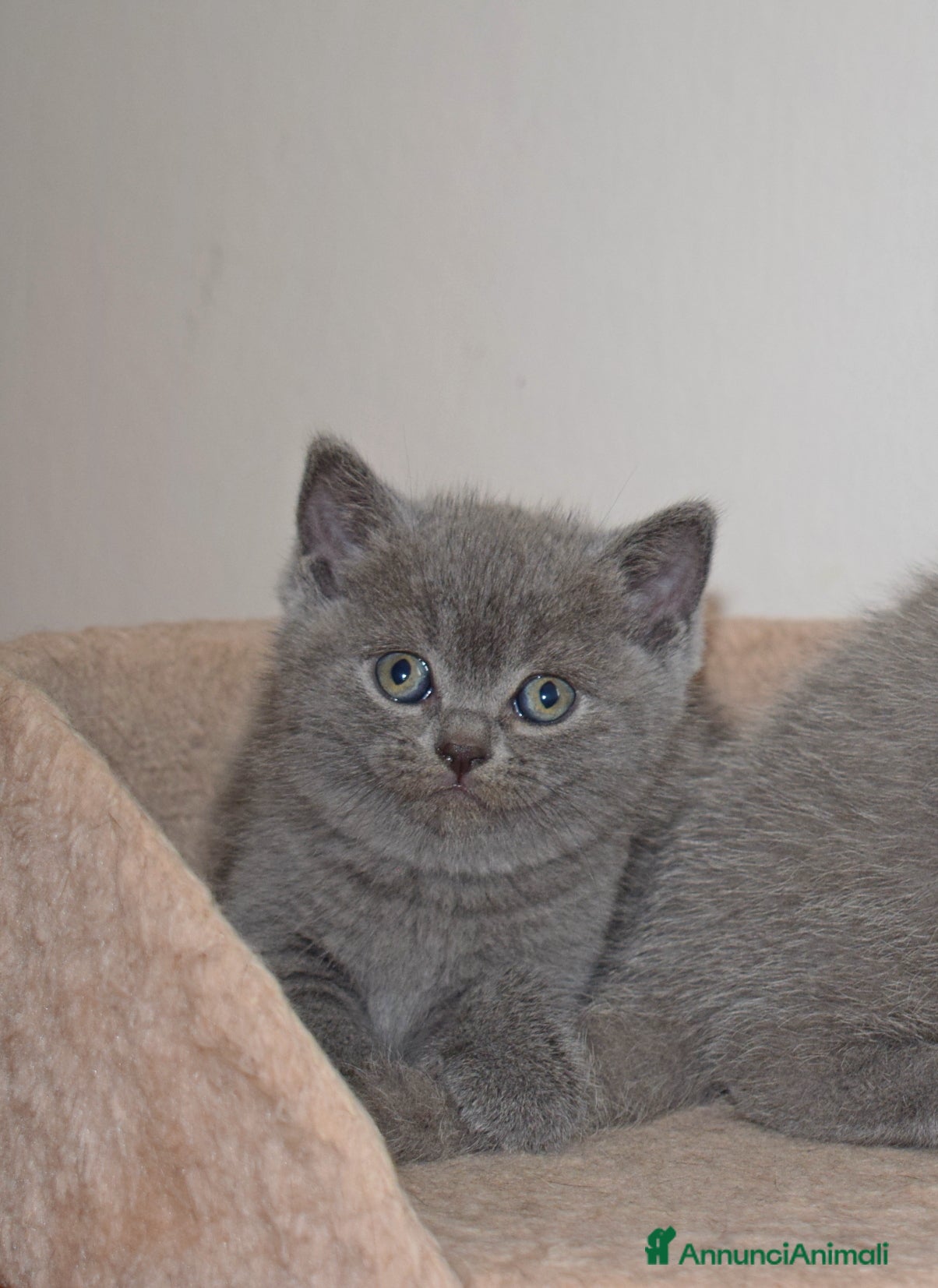 Scottish gatti in vendita: Scottish fold e straight con pedigree - Annuncio 8