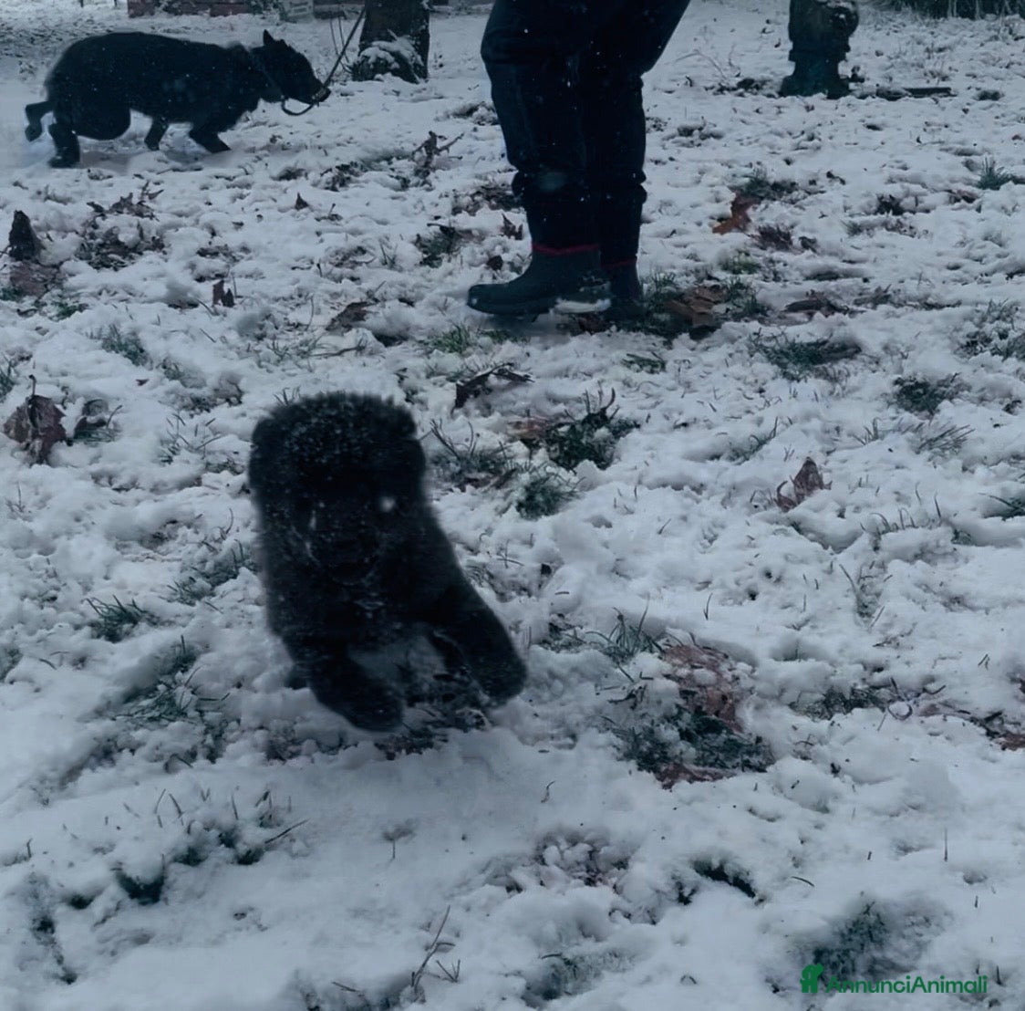 Lupo Cecoslovacco cani Splendida cucciola  - Annuncio 2