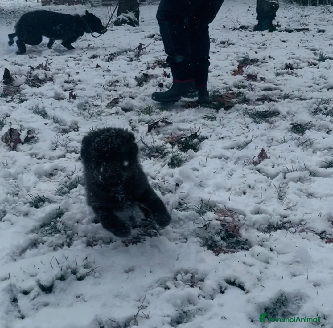 Lupo Cecoslovacco cani in vendita: Splendida cucciola  - Annuncio 2