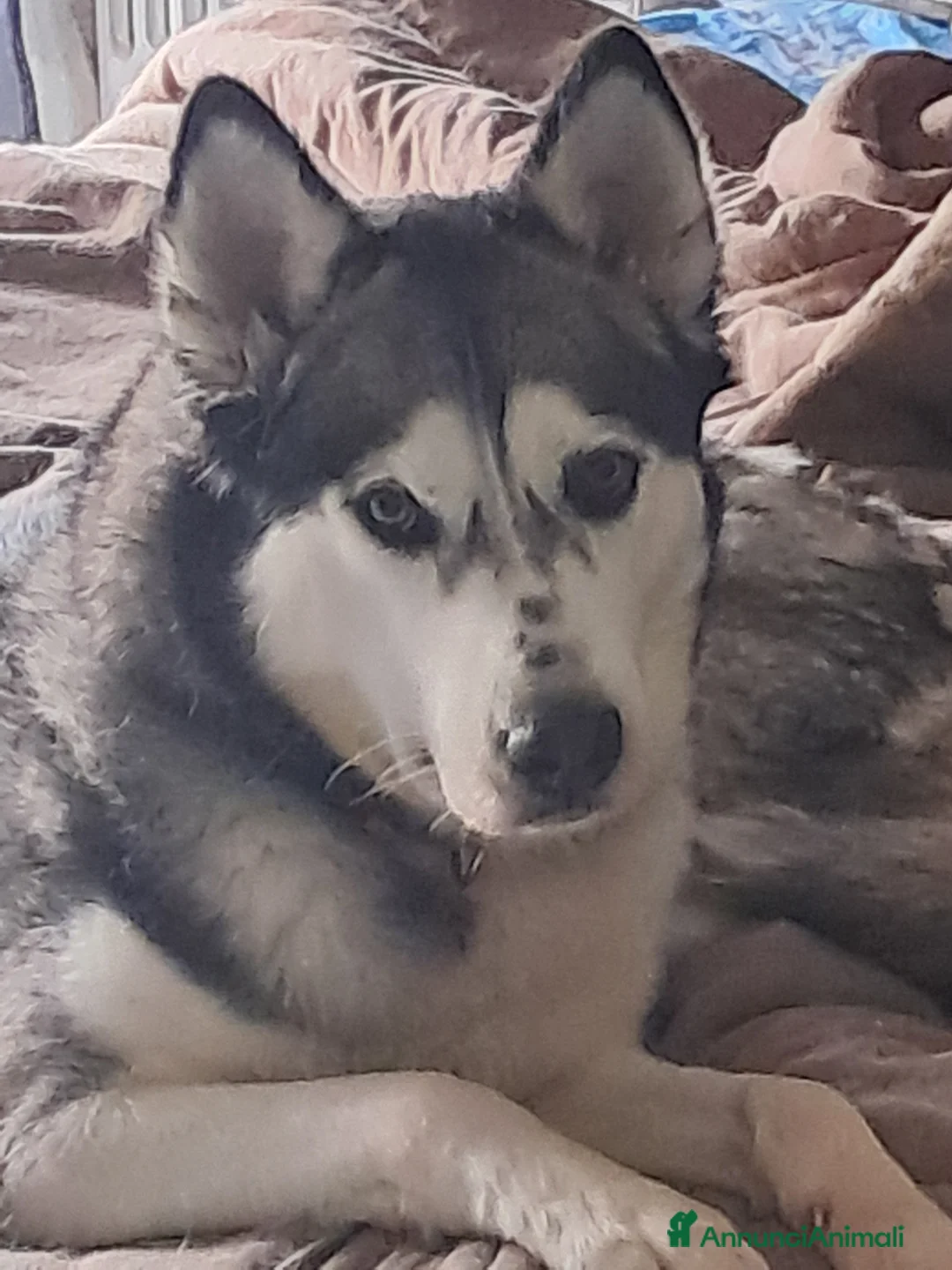 Husky cani in regalo: Husky 4 anni regalo a Città Metropolitana di Torino - Annuncio 1