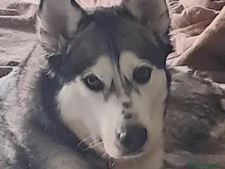Husky cani Husky 4 anni regalo a Città Metropolitana di Torino - Annuncio 9