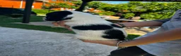 Springer Spaniel Inglese cani in vendita: Bellissimo cucciolo cerca casa - Annuncio 4