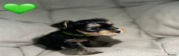 Yorkshire cani in vendita:  5 Bellissimi cuccioli di Yorkshire Terrier a Città metropolitana di Milano - Annuncio 19