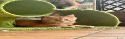 Maine Coon gatti in vendita: Bellissimi MAINE COON pagabili in 3 rate - Annuncio 11