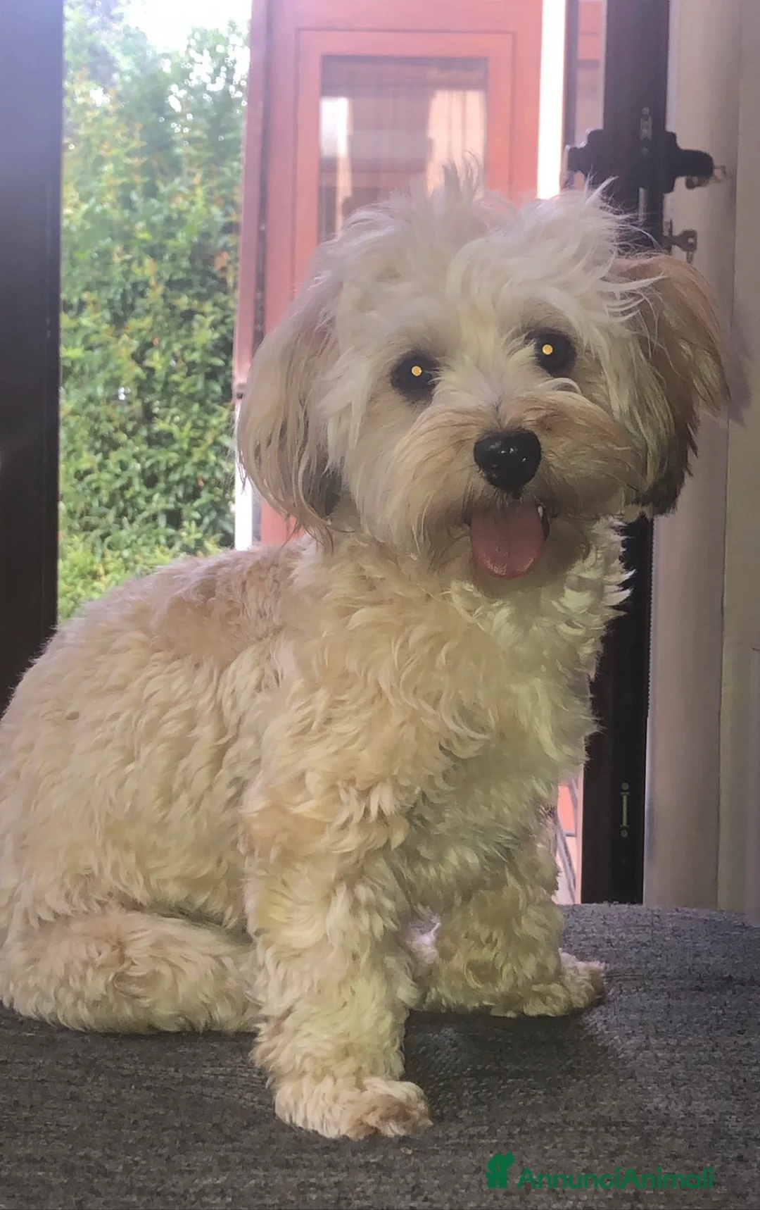 Bichon cani in vendita: Disponibili cuccioli di Bichon  con Pedigree ENCI - Annuncio 1