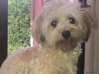 Bichon cani Disponibili cuccioli di Bichon con Pedigree ENCI - Annuncio 13