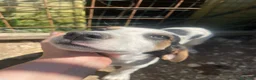 Meticcio cani in regalo: CHI ADOTTA SELENE? - Annuncio 8