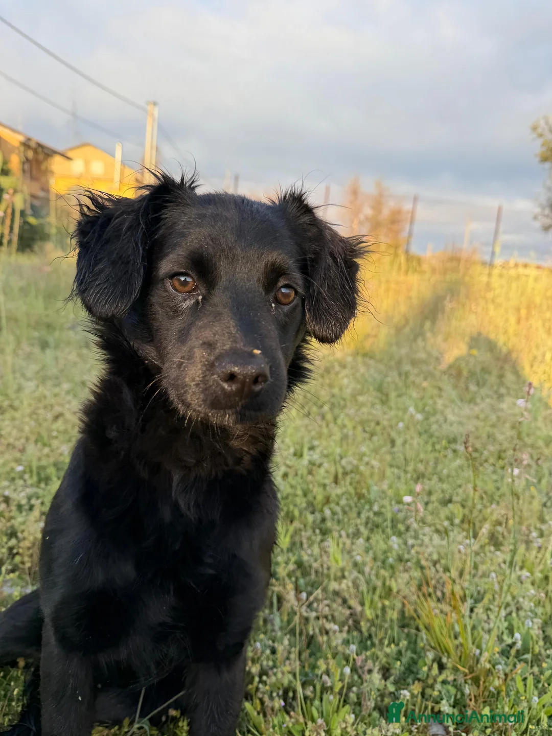 Meticcio cani in regalo: Lila 5 mesi a Provincia di Verona - Annuncio 2