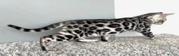 Bengala gatti in vendita: Splendidi cuccioli di bengala - Annuncio 4