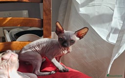 Sphynx gatti in vendita: Gattini Sphynx  a Città metropolitana di Roma Capitale - Immagine 3