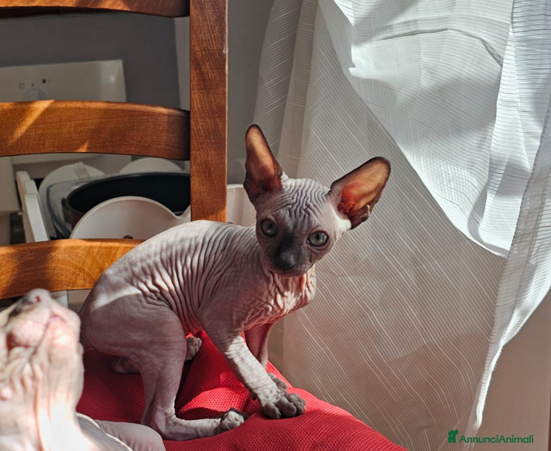 Sphynx gatti in vendita: Gattini Sphynx  a Città metropolitana di Roma Capitale - Immagine 3