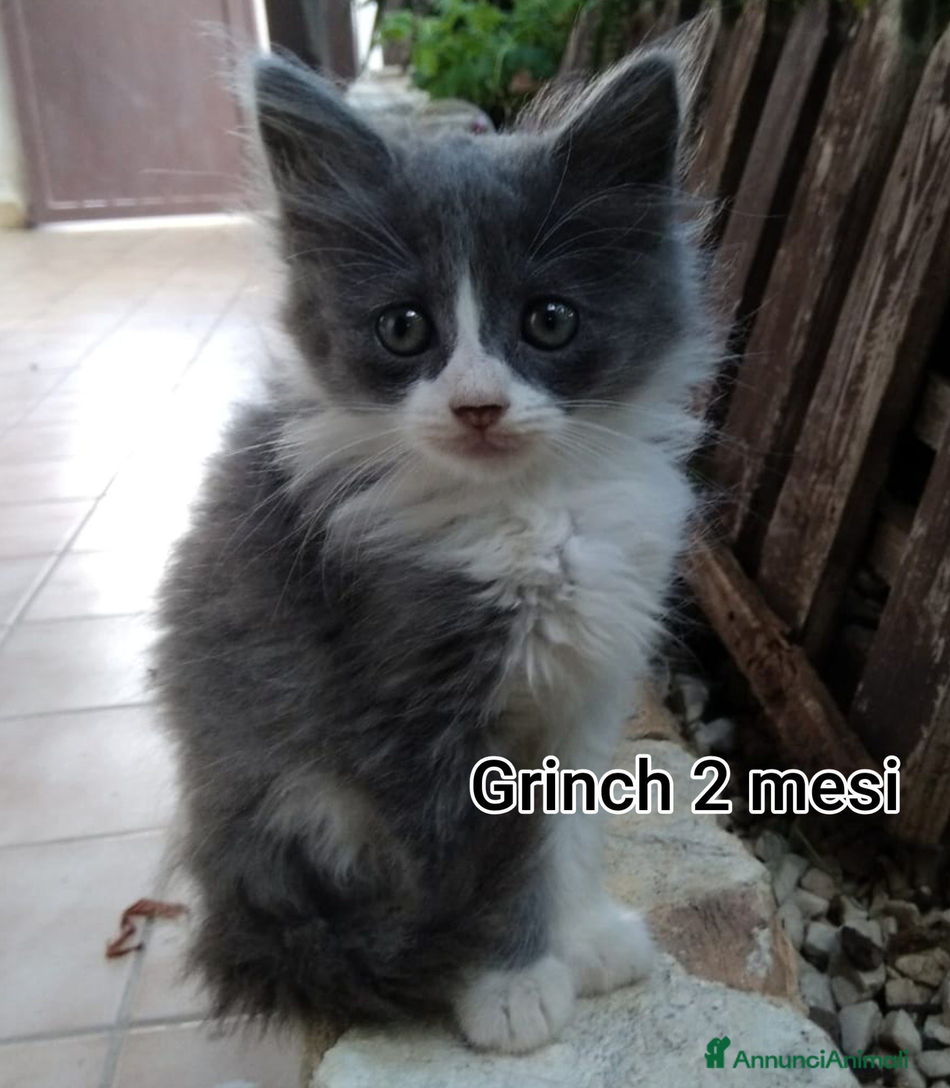 Meticcio gatti ADOZIONI URGENTI PER QUESTI GATTINI  - Annuncio 1