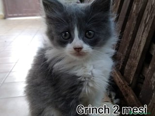 Meticcio gatti ADOZIONI URGENTI PER QUESTI GATTINI - Annuncio 1