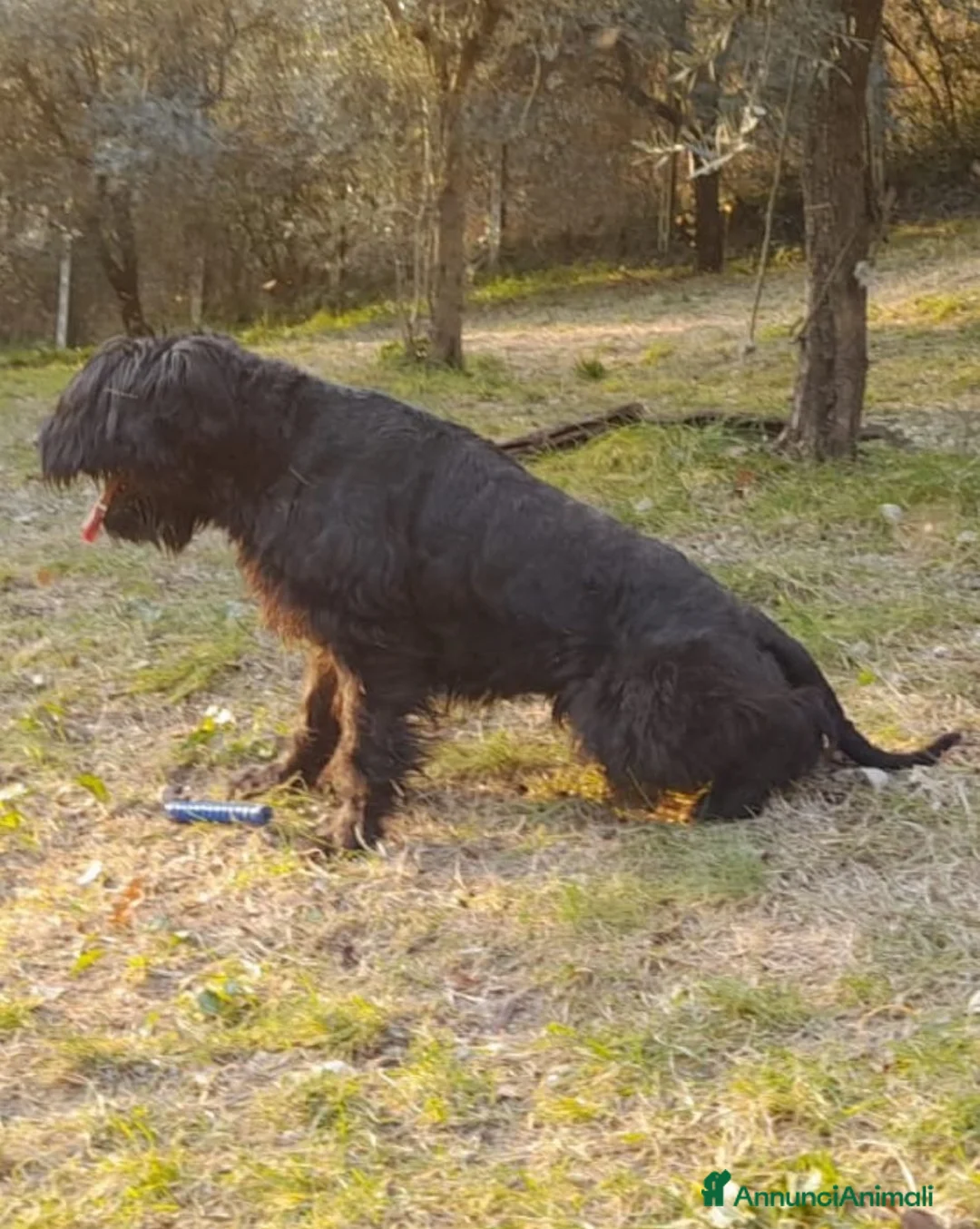 Schnauzer Gigante cani in regalo: Schnauzer puro cerca casa - Annuncio 6