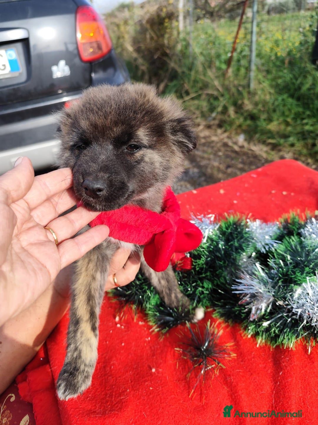 Meticcio cani in regalo: GEORGI cucciola 3 mesi taglia piccola - Annuncio 10