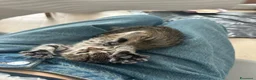 Meticcio gatti in regalo: Grey  - Annuncio 5