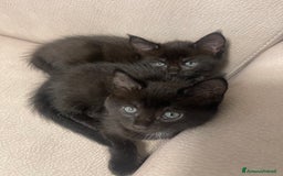 Maine Coon gatti in vendita: Cuccioli misti Maine coon  - Immagine 1