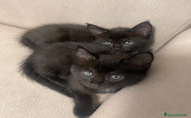 Maine Coon gatti Cuccioli misti Maine coon  - Annuncio 14