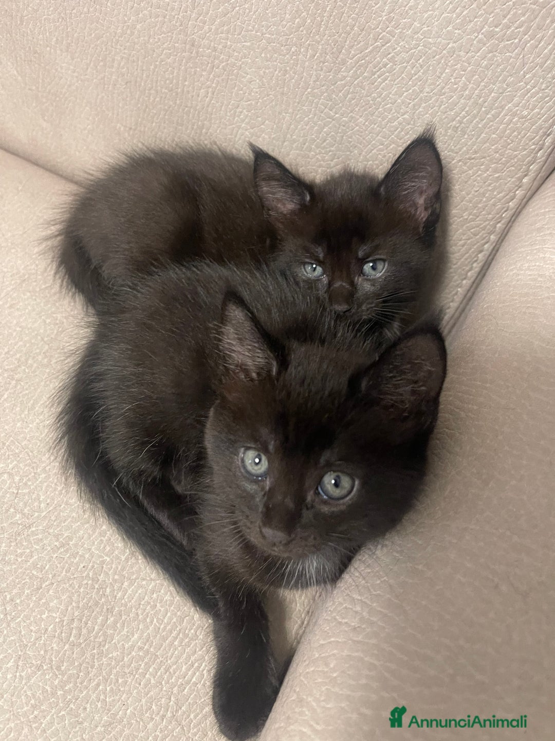 Maine Coon gatti in vendita: Cuccioli misti Maine coon  - Immagine 1