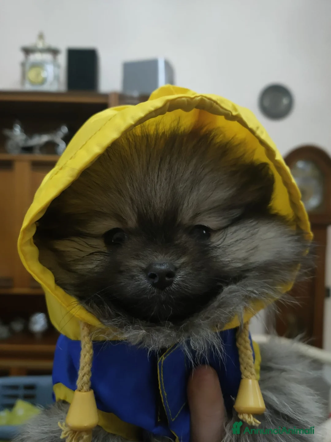 Volpino Pomerania cani in vendita: POMERANIA  - Annuncio 4