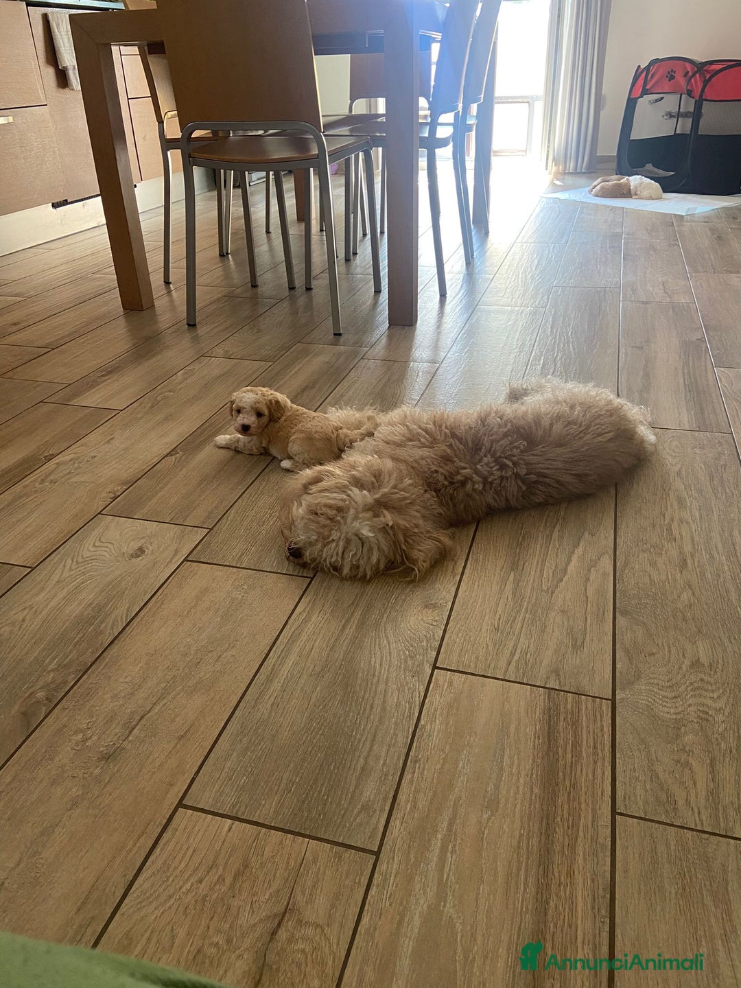 Barboncino cani in vendita: Barboncino, nuova cucciolata in casa a Città Metropolitana di Napoli - Immagine 7