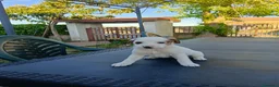 Meticcio cani in vendita: 4 cuccioline a Provincia di Chieti - Annuncio 9