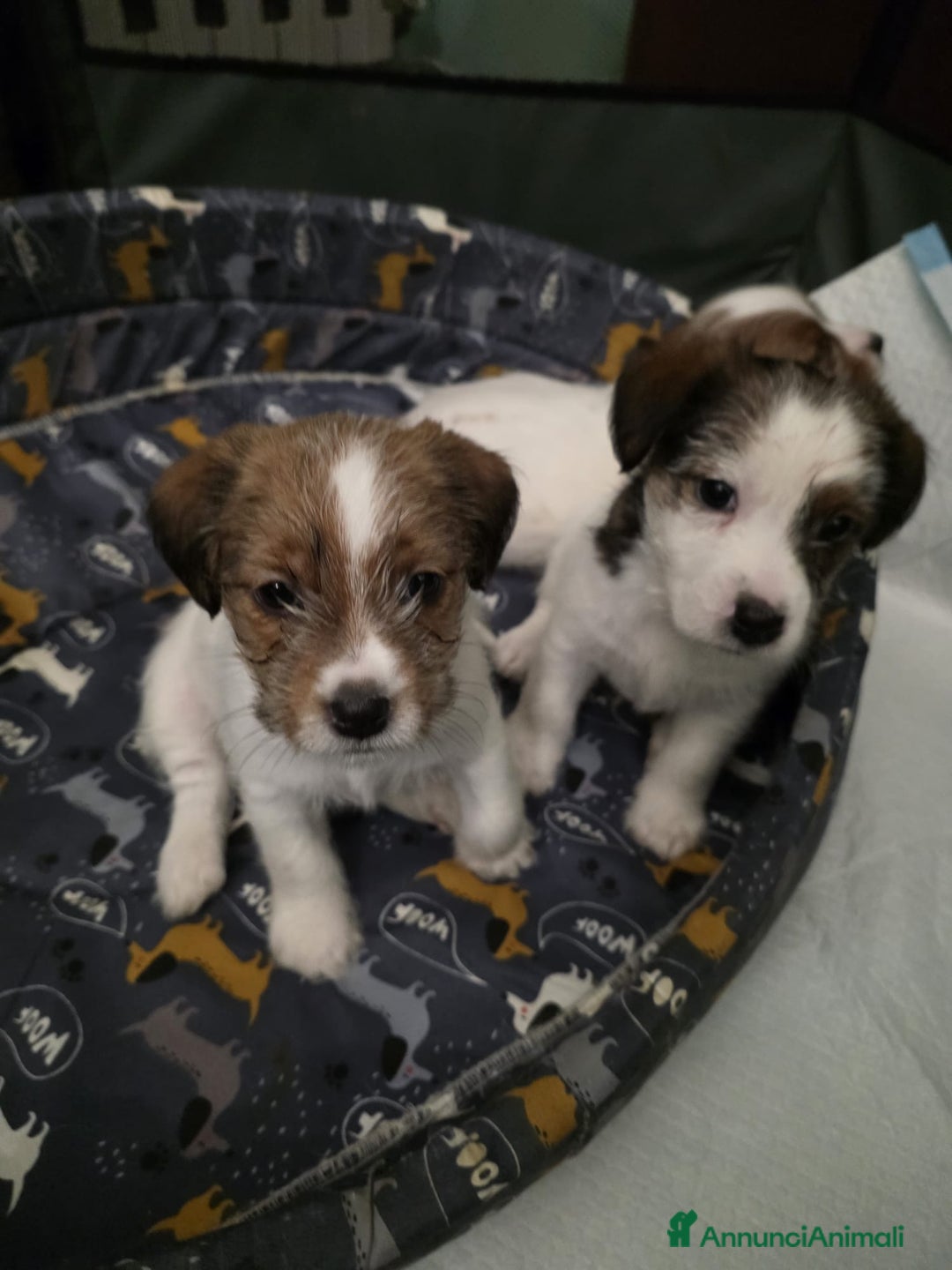 Jack Russell cani in vendita: Cuccioli di Jack Russell Broken e Ruvidi - Annuncio 3