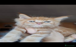 Maine Coon gatti in vendita: DOLCISSIMI CUCCIOLI - Immagine 6