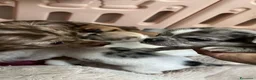 Chihuahua cani in vendita: Chihuahua cuccioli - Annuncio 2