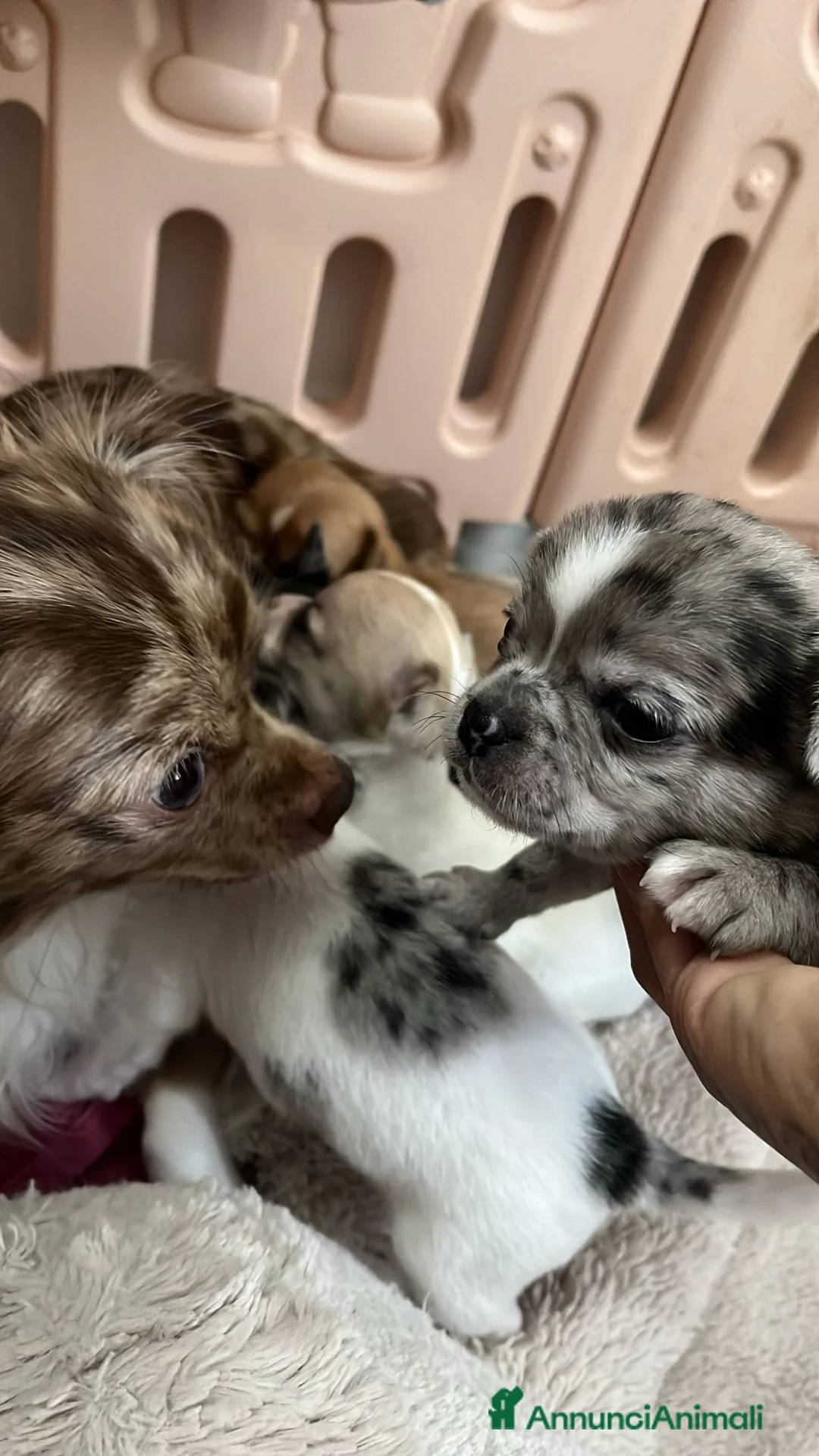 Chihuahua cani in vendita: Chihuahua cuccioli - Annuncio 2