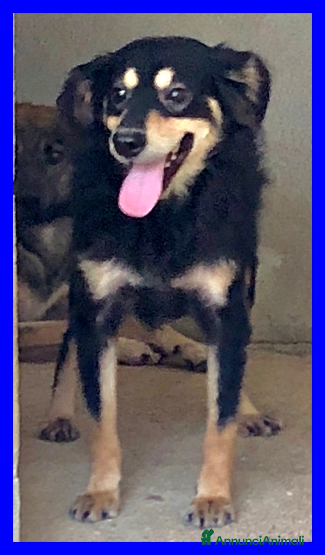 Meticcio cani in regalo: Tango 8anni bel timidino! - Annuncio 2