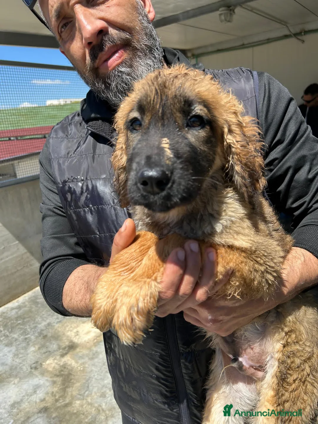 Meticcio cani in regalo: TOBIA, TERRY, TEDDY, TOMMY, THOMAS, TEA E TIMOTHY, - Annuncio 2