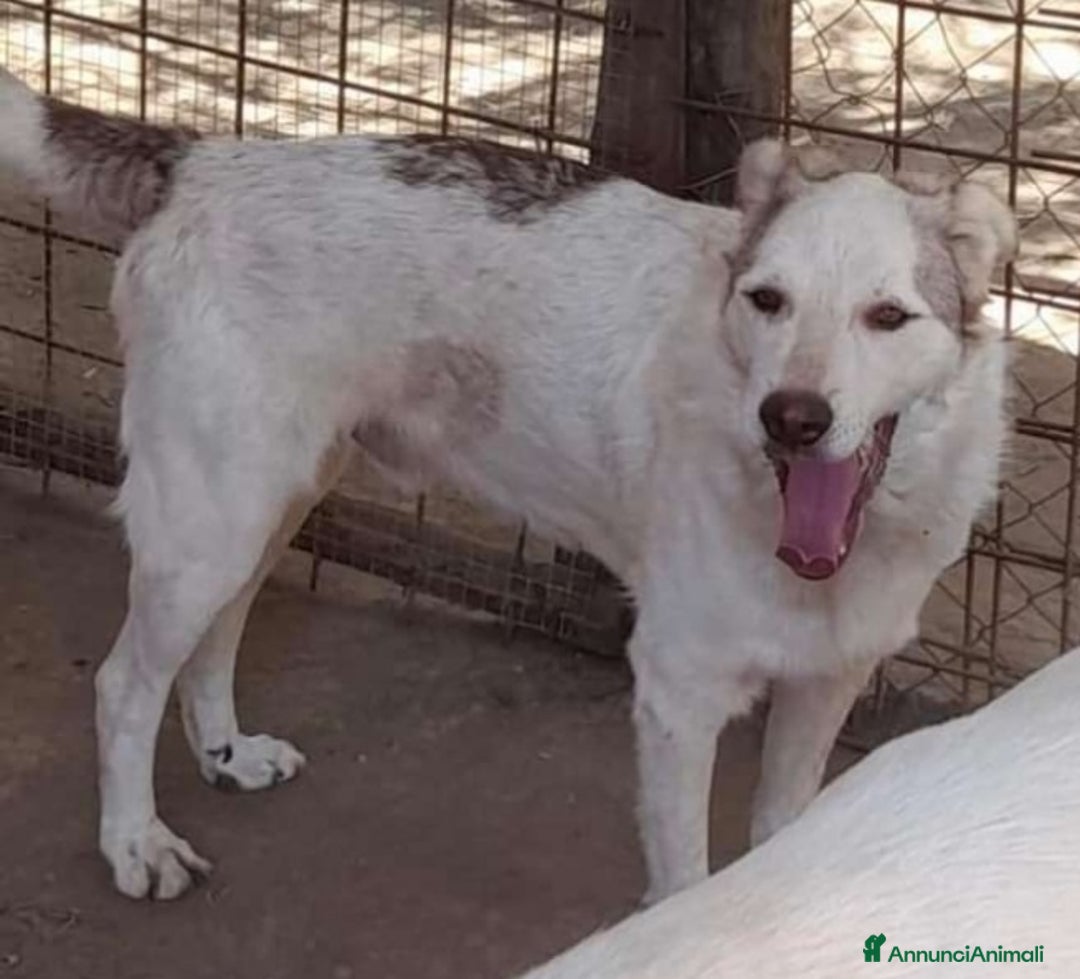 Meticcio cani in regalo: Basilio 3anni salvato 1anno fa da 1lager.LAZIO a Città metropolitana di Milano - Annuncio 3