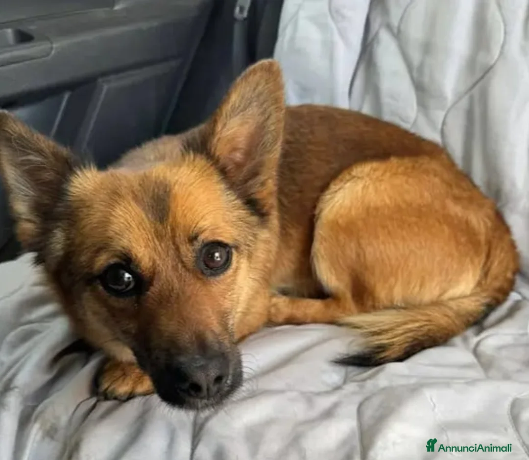 Meticcio cani in regalo: Milo 2anni kg6 color miele tolto dal canileCAMPANI - Annuncio 2