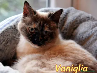 Europeo gatti VANIGLIA DOLCISSIMA GATTINA SIMILSIAMESE - Annuncio 1