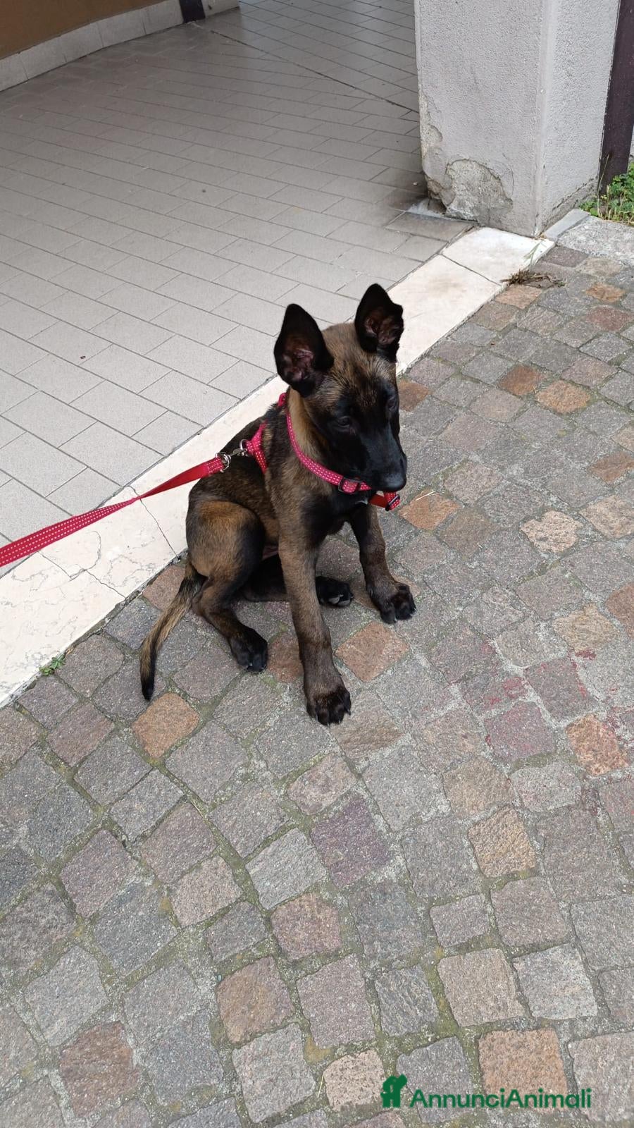 Pastore Belga cani Vendo Pastore Belga Malinois femmina – 1.980€ - Annuncio 2