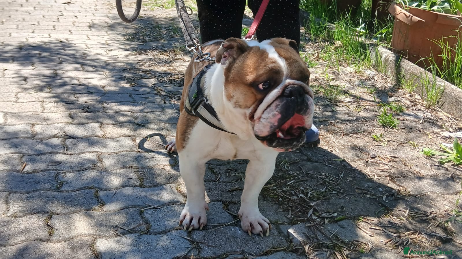 Bulldog cani BALOO BULLDOG INGLESE, MISSIONE IMPOSSIBILE - Annuncio 4